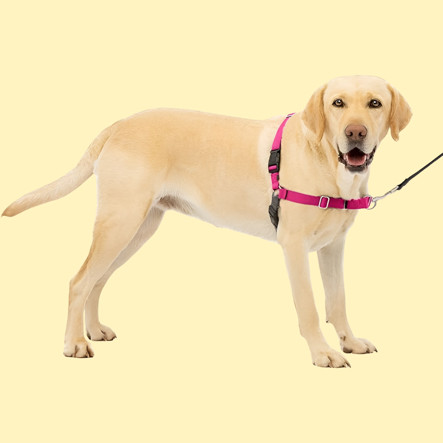 Easy Walk Dog Harness