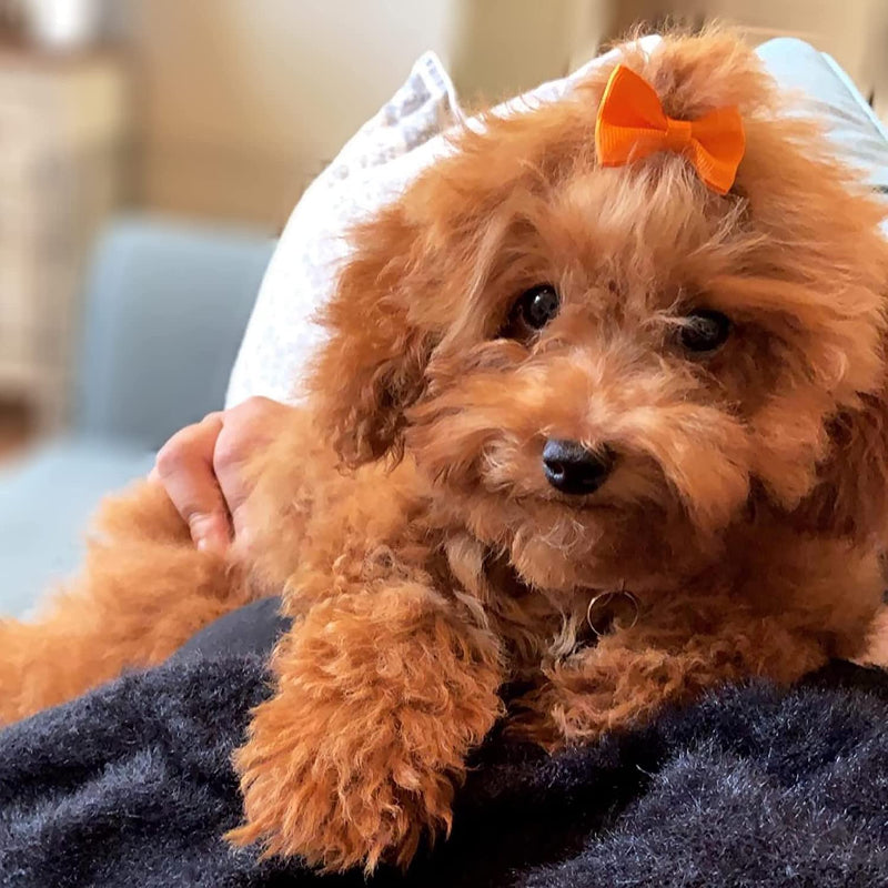 Puppy Dog Small Bowknot Hair Bows with Rubber Bands Handmade Hair Accessories Bow Pet Grooming Products (60 Pcs, Cute Patterns) (Rubber Bands Style 1)-Paw Print Pad