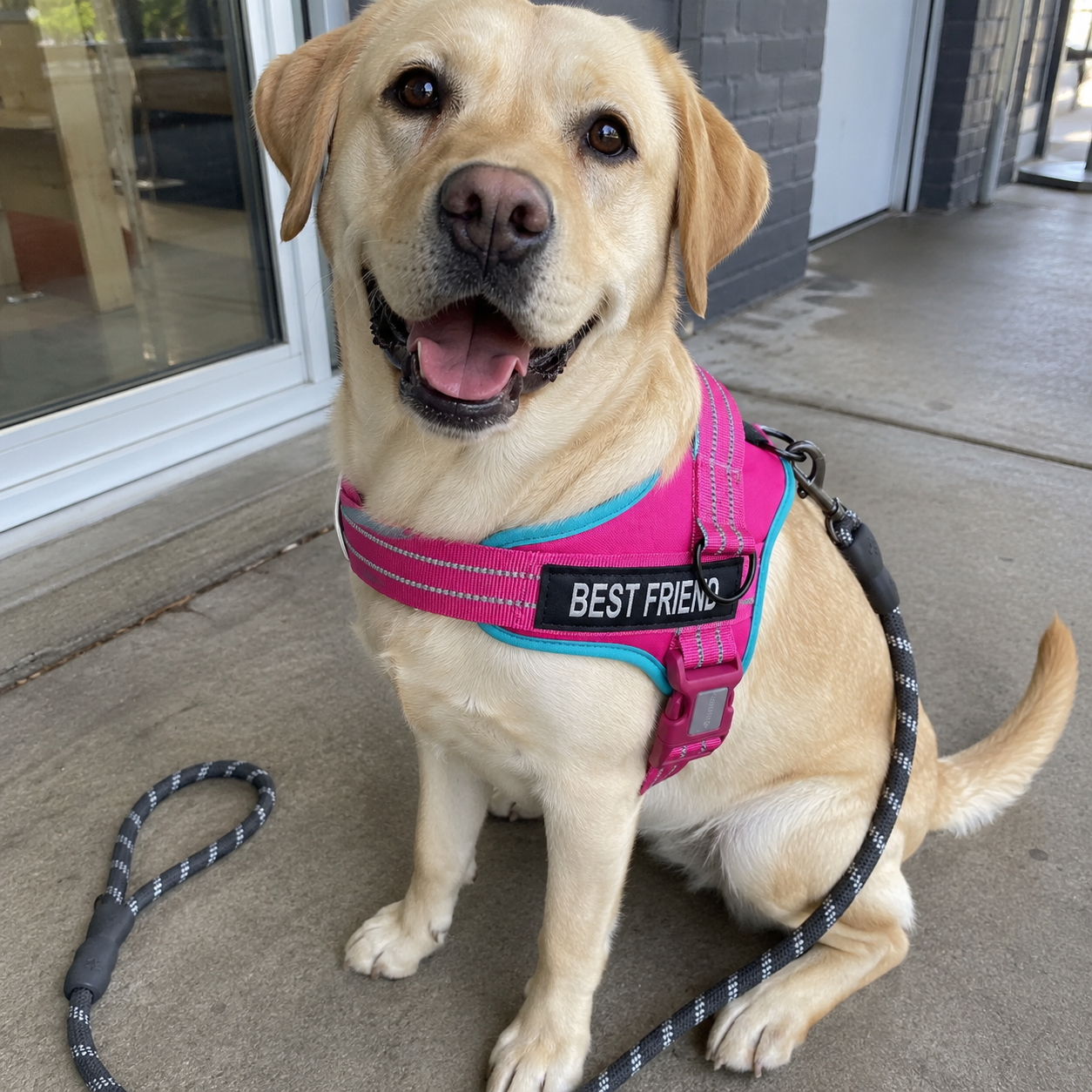 Reflective Adjustable Soft Padded Dog Harness and Leash Combo
