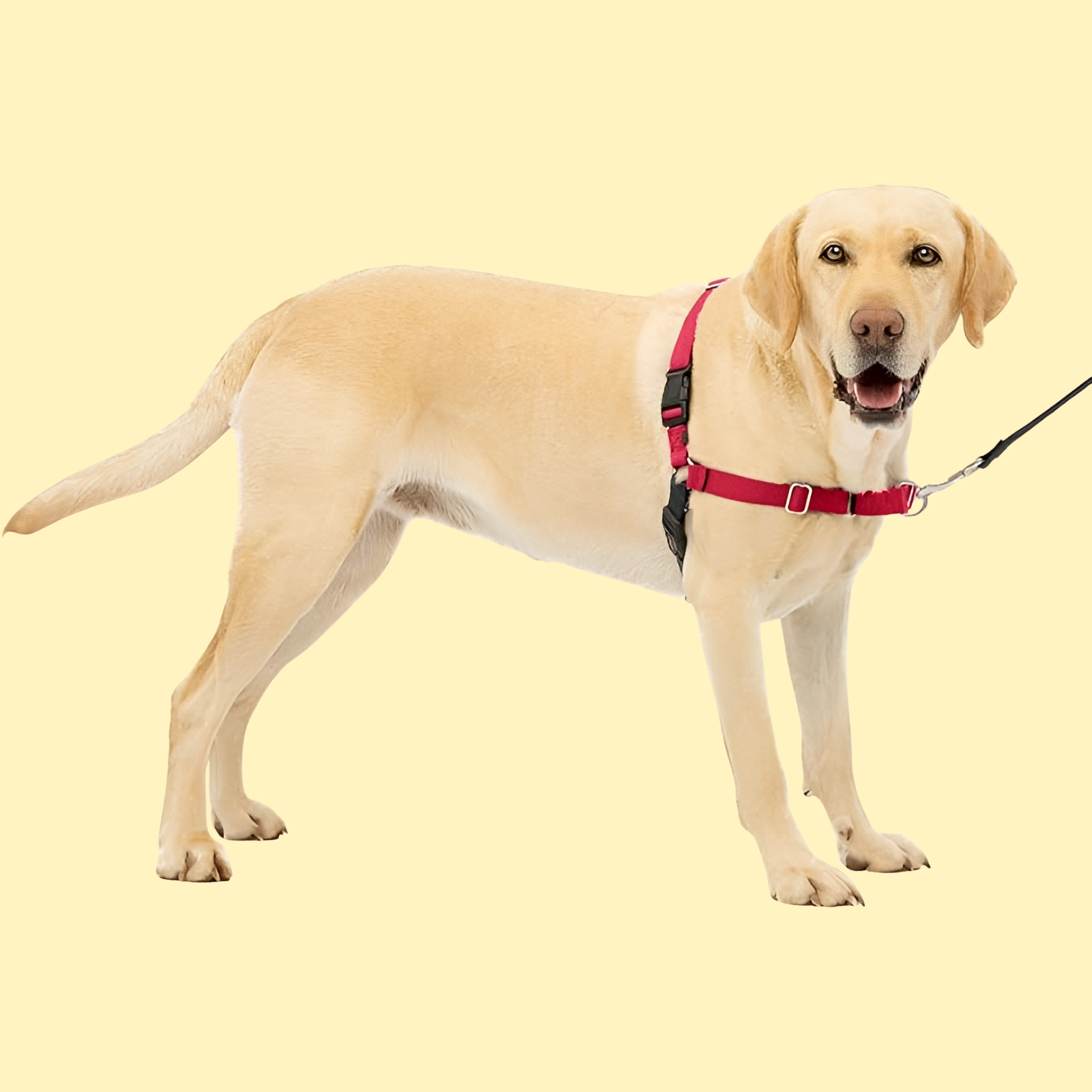 Easy Walk Dog Harness