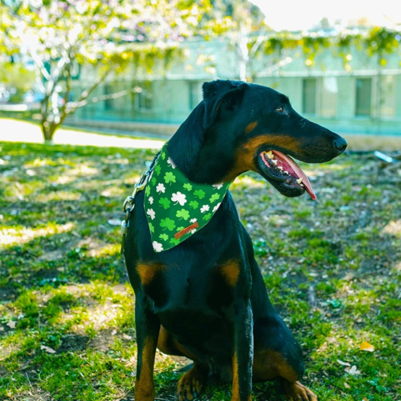 Patrick's Day Bandanas, Premium Durable Fabric, Multiple Sizes Offered-Paw Print Pad