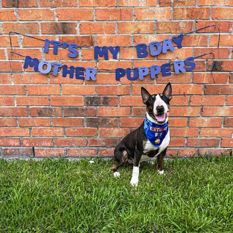 Dog Birthday Party Supplies With Dog Birthday Bandana Set-Paw Print Pad