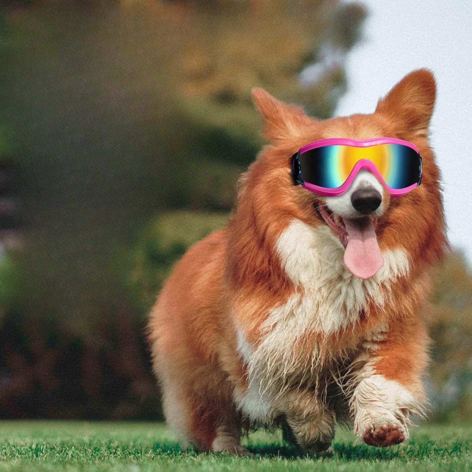 Adjustable Pet Sunglasses Goggles For Dogs-Paw Print Pad