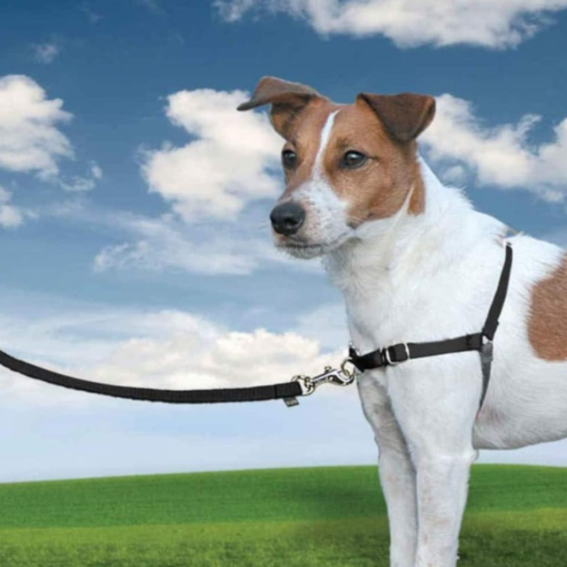 Pet Leash With Adjustable Strap Design-Paw Print Pad