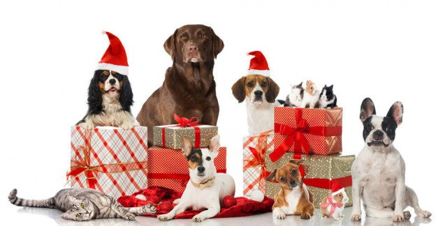 Why Do Pets Also Feel Special When You Give Them A Surprising Gift?-Paw Print Pad