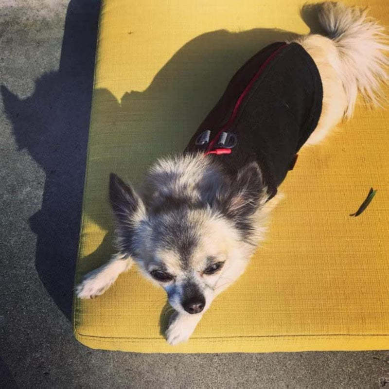 Zip Up Fleece Dog Sweater Winter Small Dog Sweater-Paw Print Pad