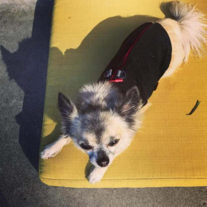 Zip Up Fleece Dog Sweater Winter Small Dog Sweater-Paw Print Pad