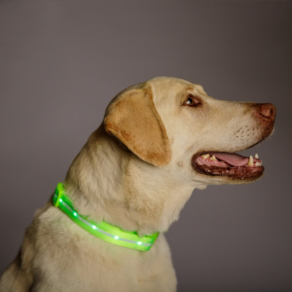 LED Dog Leash For Training-Paw Print Pad