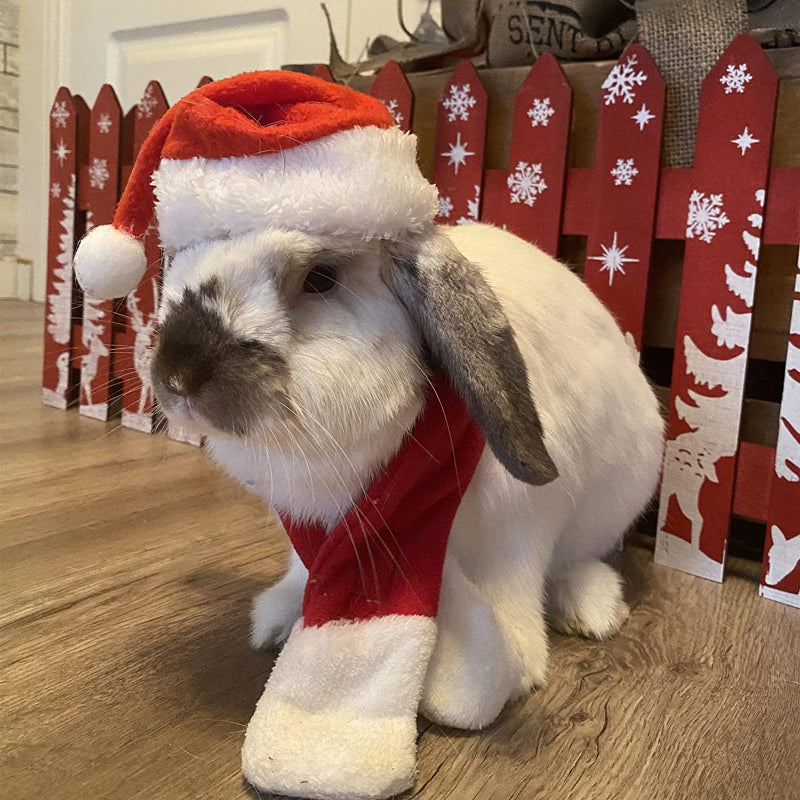 Pet Hat: Santa, Birthday, Halloween, Christmas-Paw Print Pad
