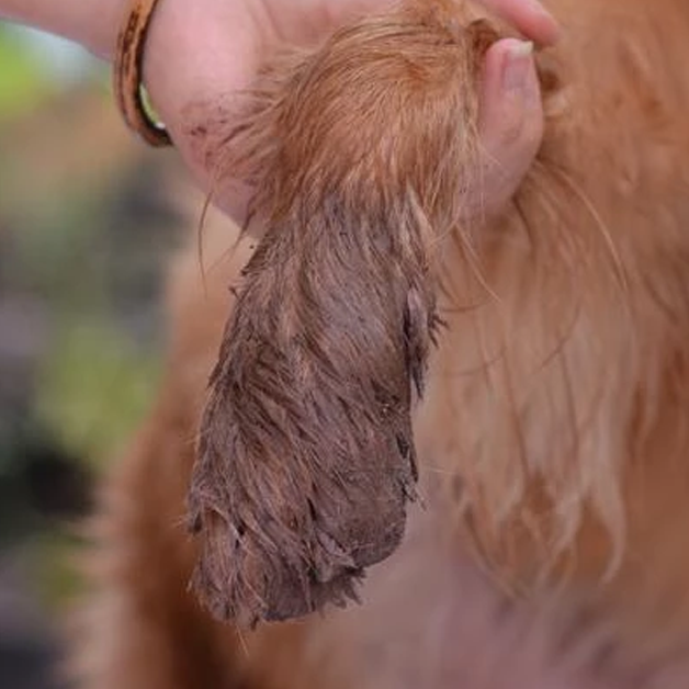 Pet Paw Cleaner-Paw Print Pad