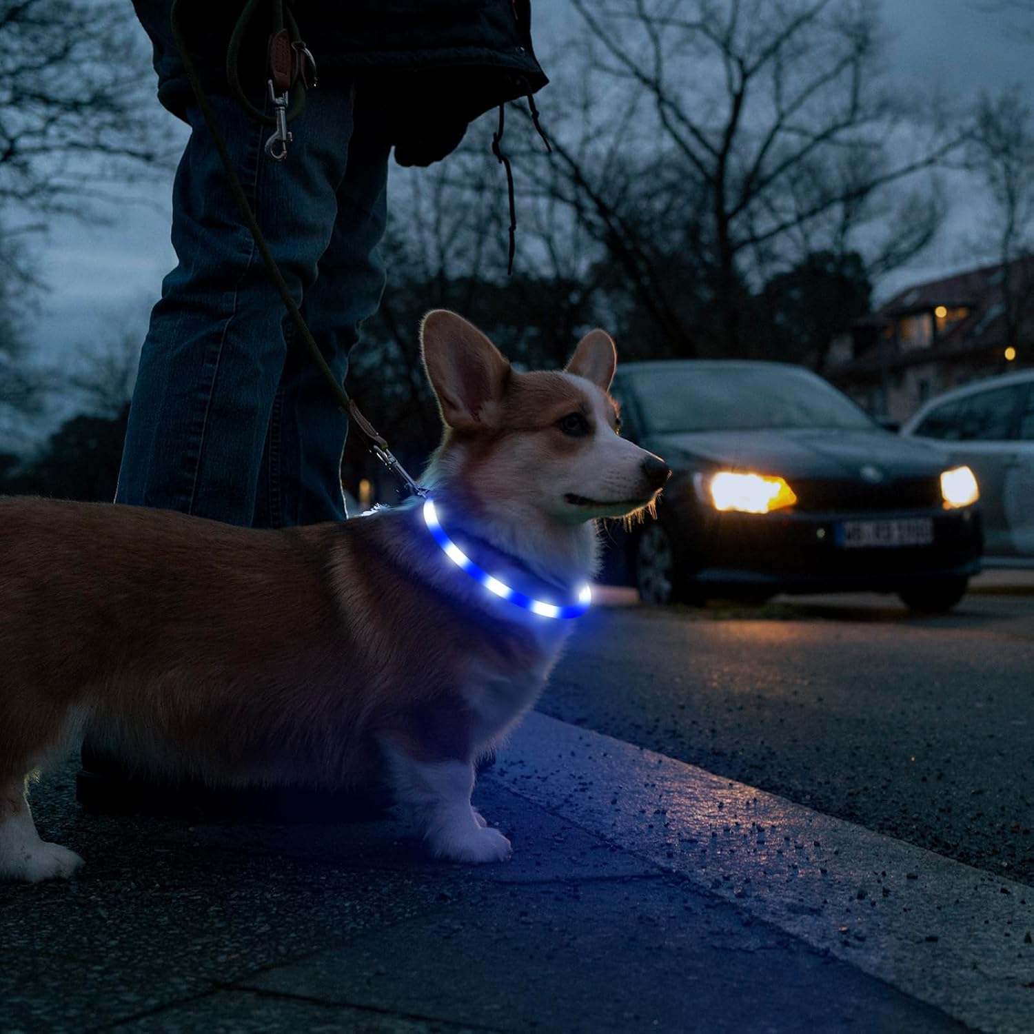 USB Rechargeable LED Safety Collar For Pets-Paw Print Pad