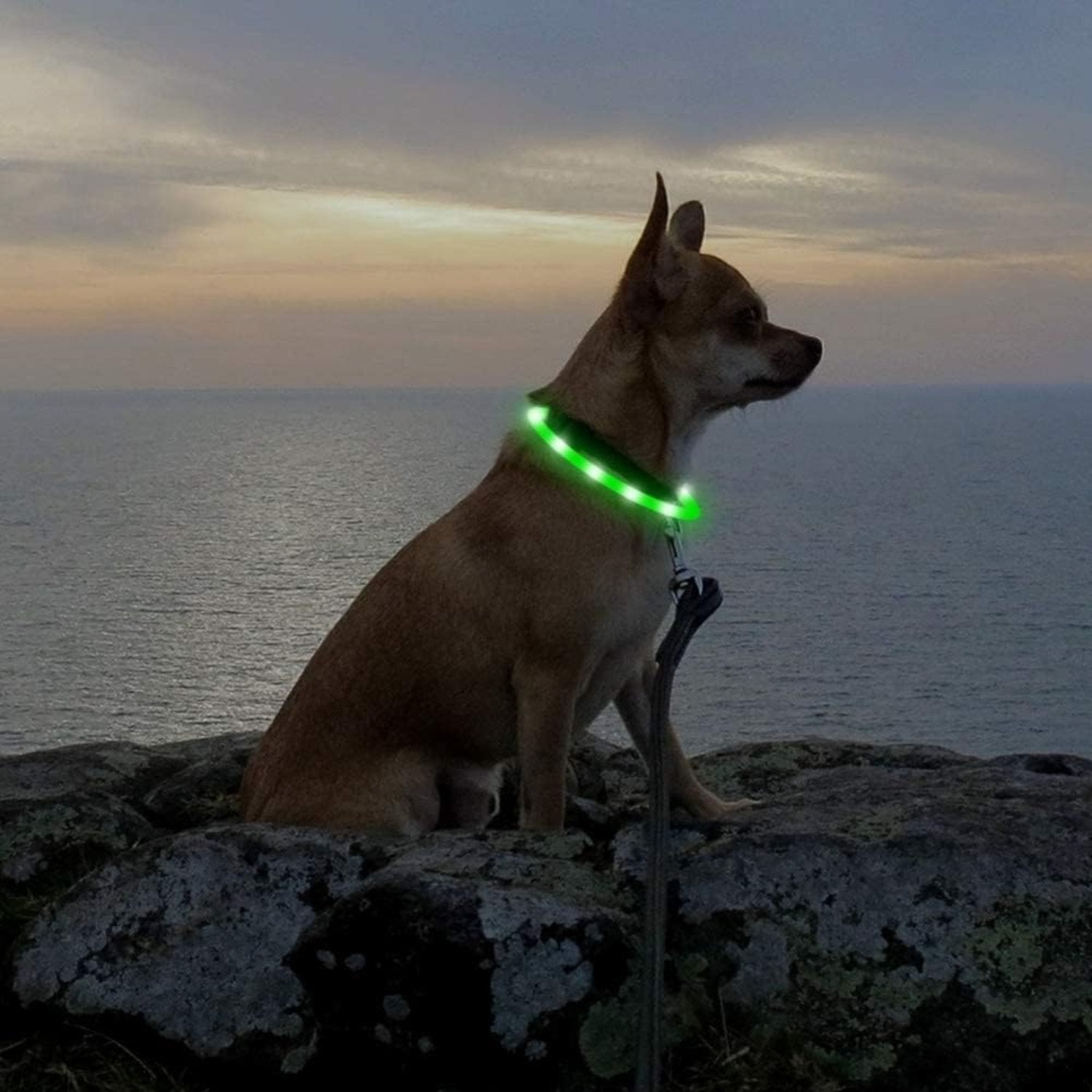 USB Rechargeable LED Safety Collar For Pets-Paw Print Pad