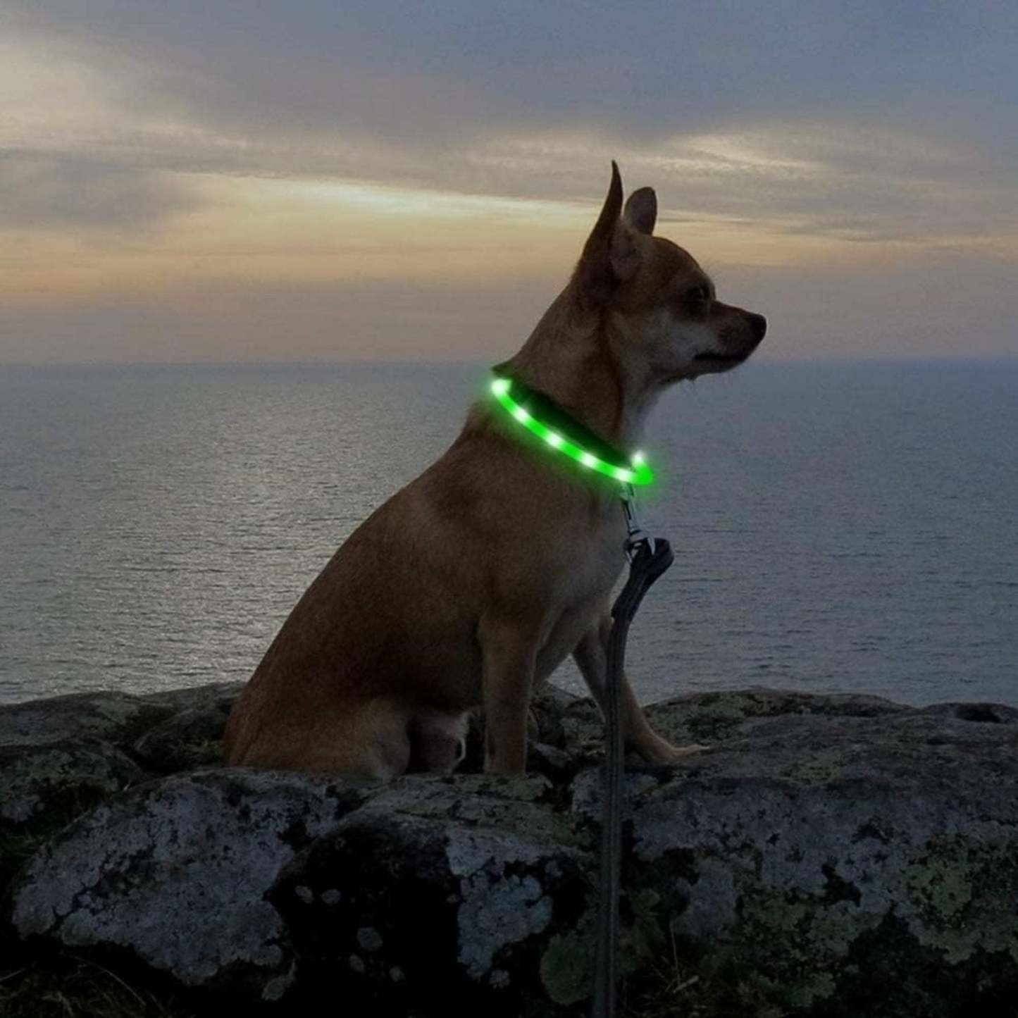 USB Rechargeable LED Safety Collar For Pets-Paw Print Pad