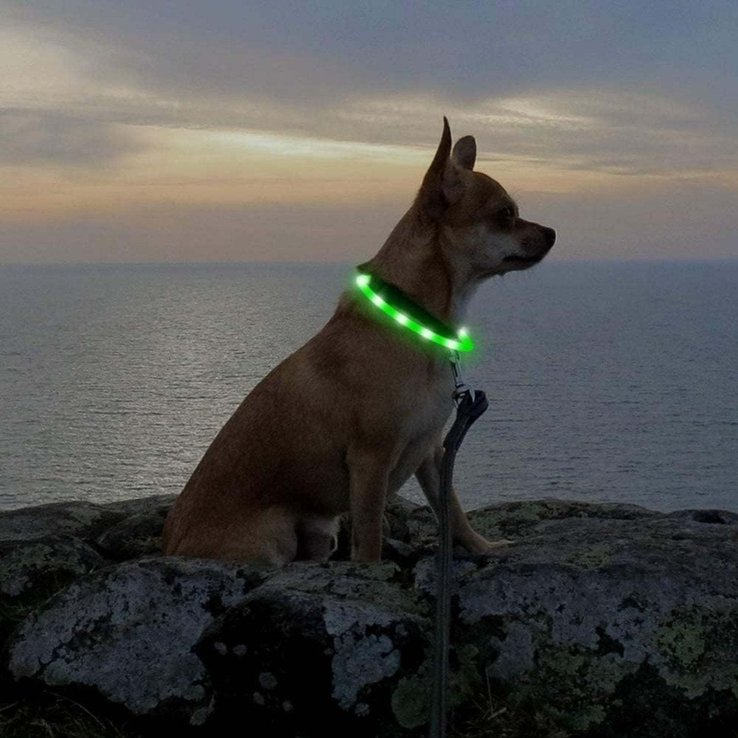 USB Rechargeable LED Safety Collar For Pets-Paw Print Pad