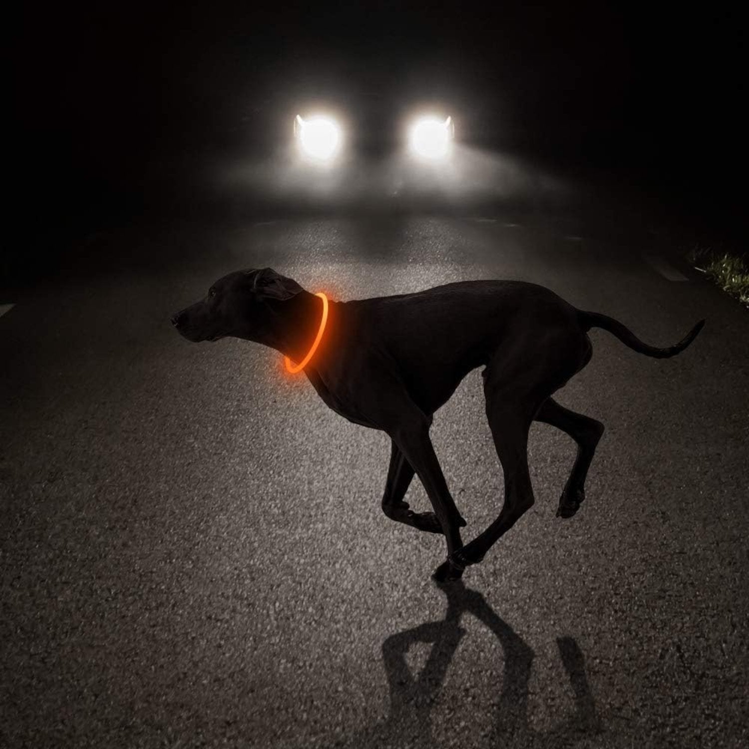 USB Rechargeable LED Safety Collar For Pets-Paw Print Pad