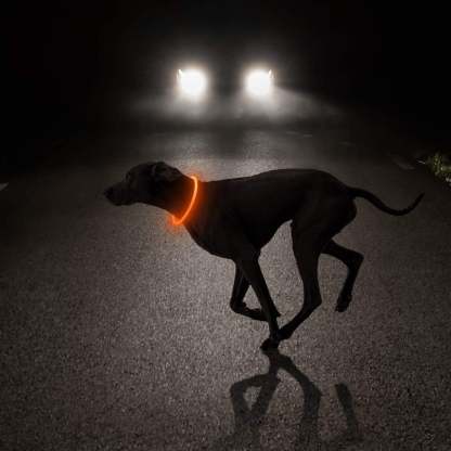 USB Rechargeable LED Safety Collar For Pets-Paw Print Pad