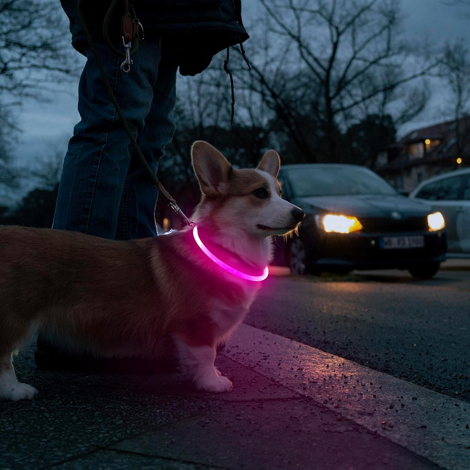 USB Rechargeable LED Safety Collar For Pets-Paw Print Pad