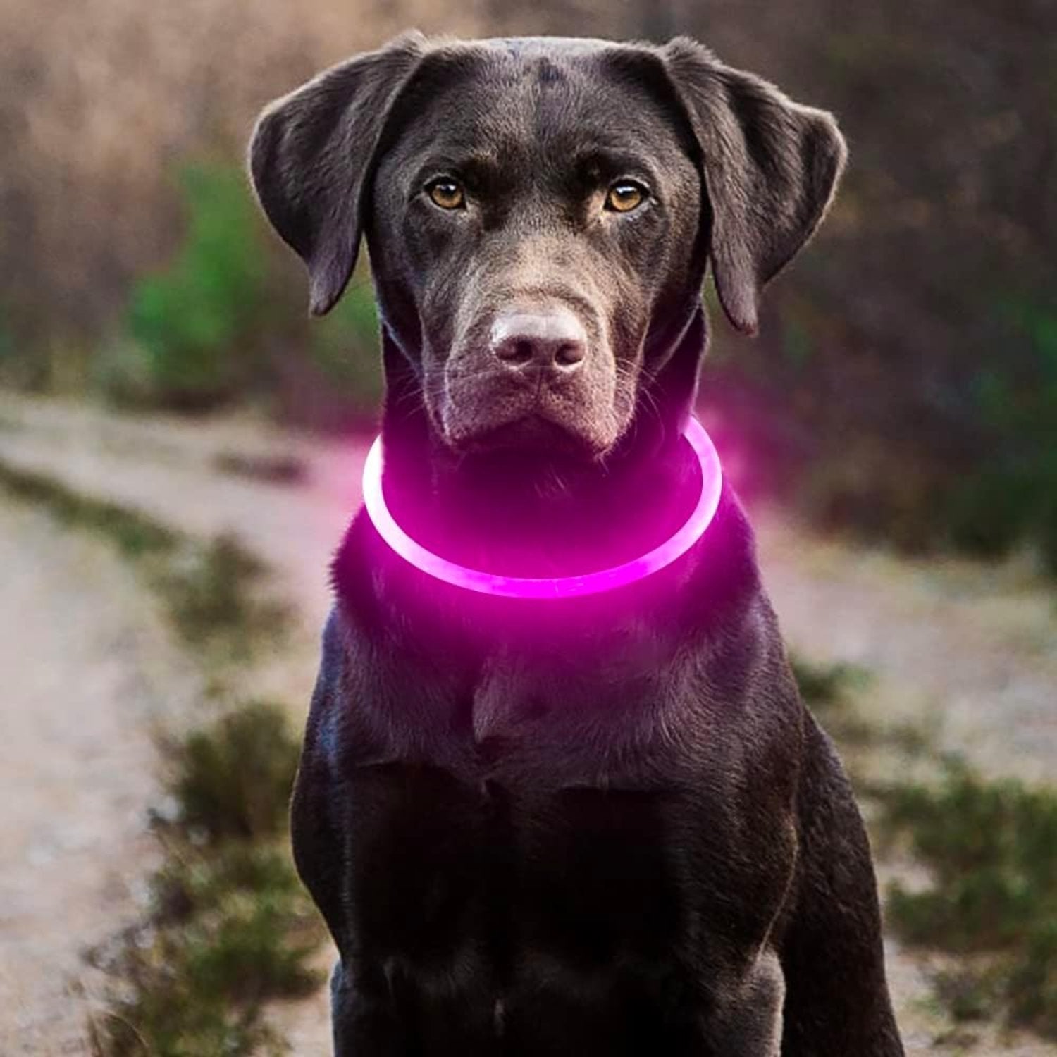 USB Rechargeable LED Safety Collar For Pets-Paw Print Pad
