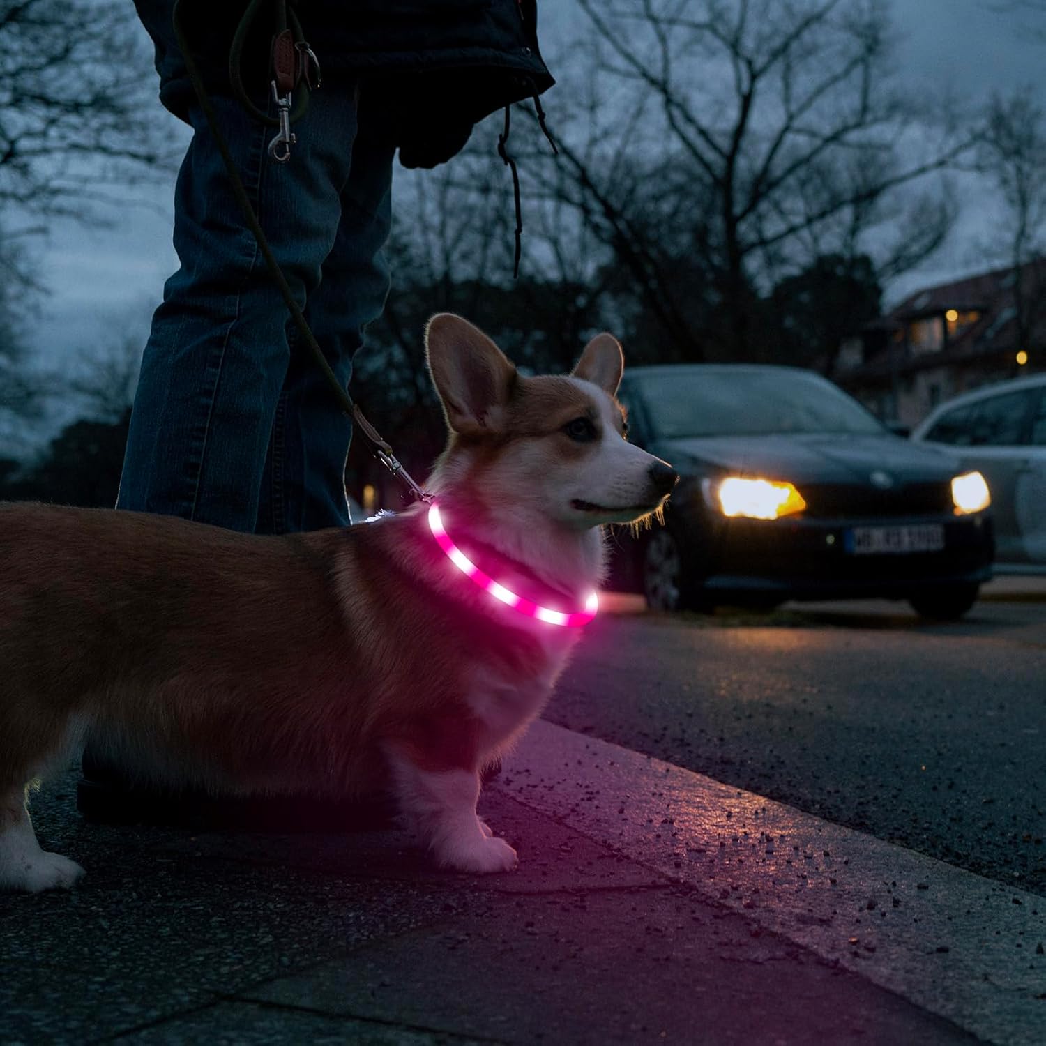 USB Rechargeable LED Safety Collar For Pets-Paw Print Pad
