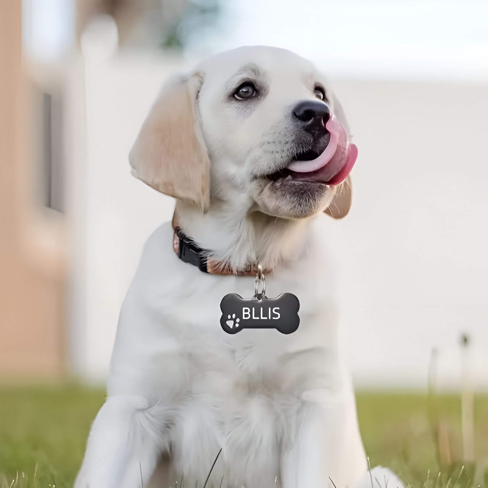 Custom Dog Tag With Engraved Name And Phone Number