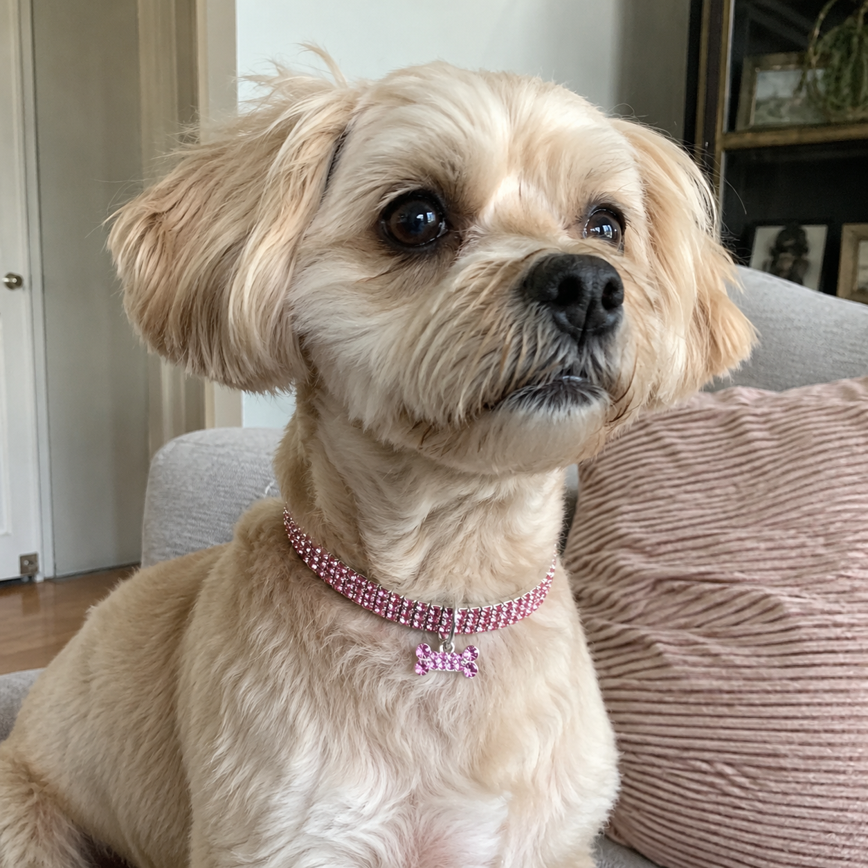 Adjustable Rhinestone Crystal Collar Chain For Dogs And Cats