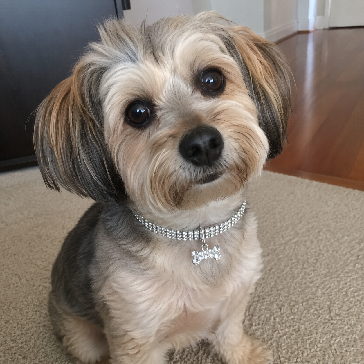 Adjustable Rhinestone Crystal Collar Chain For Dogs And Cats