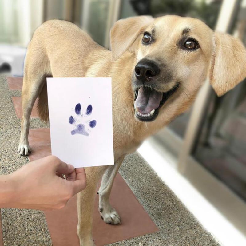Paw Print Pad-Paw Print Pad