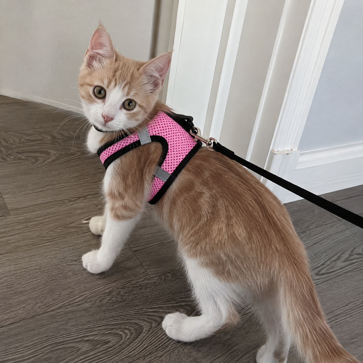 Adjustable Reflective Soft Vest Harness And Leash For Cats