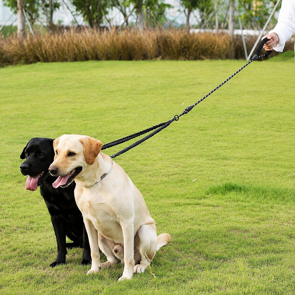 Dual Dog Leash With 360 Degree Swivel
