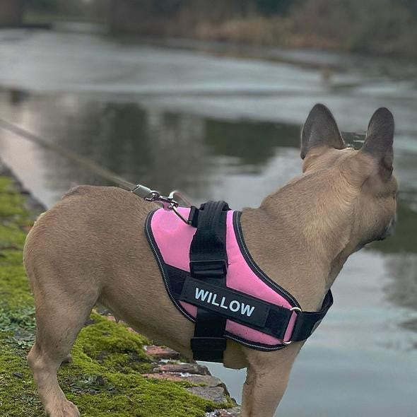 Custom No Pull Dog Harness with Personalized Name Patch-Paw Print Pad