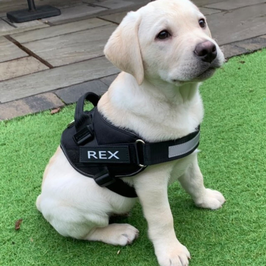 Custom No Pull Dog Harness with Personalized Name Patch-Paw Print Pad