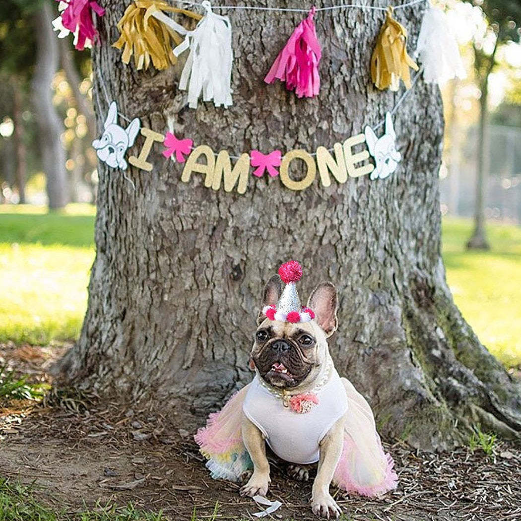 Birthday Pom Pom Cone for Dogs-Paw Print Pad