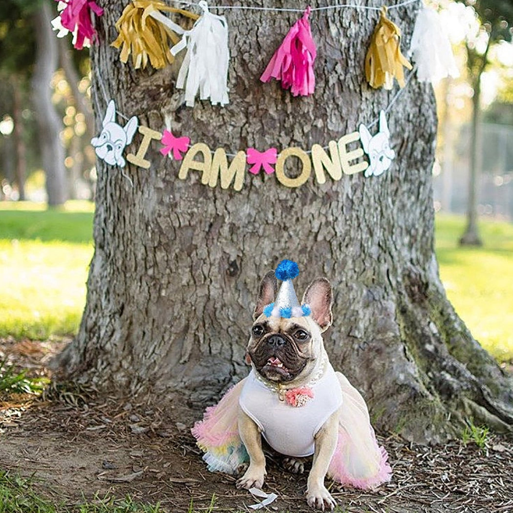 Birthday Pom Pom Cone for Dogs-Paw Print Pad