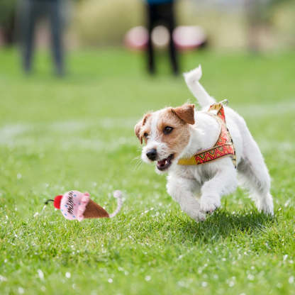 Squeaky Ice Cream Toy For Dogs-Paw Print Pad