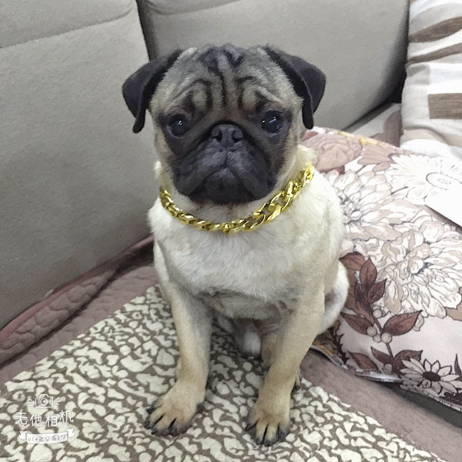 Gold Plated Chain Collar For Dogs-Paw Print Pad