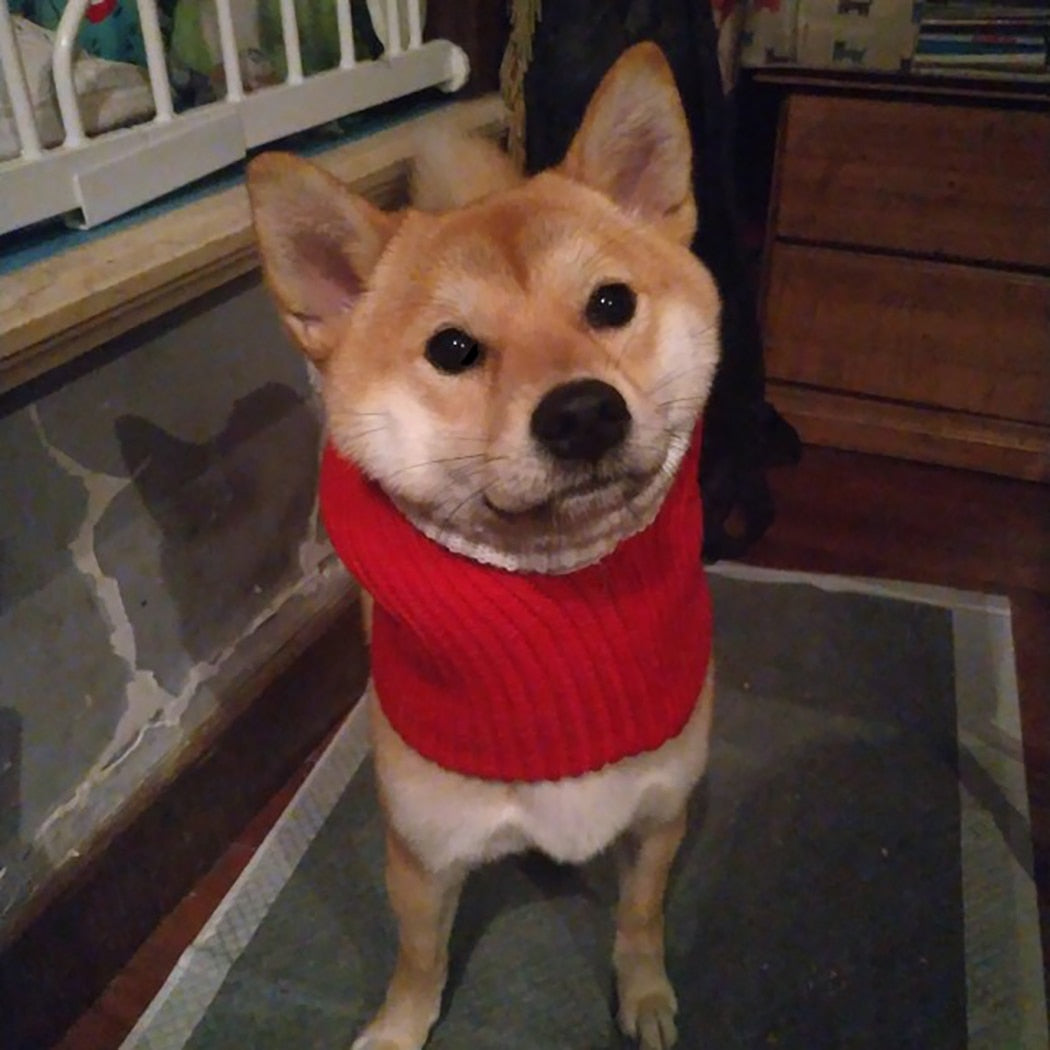 Knitted Warm Hat For Dogs-Paw Print Pad