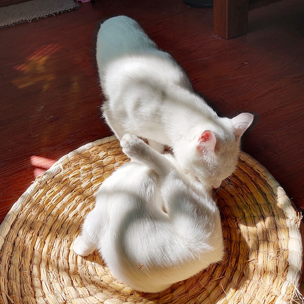 Straw Bed For Cats-Paw Print Pad