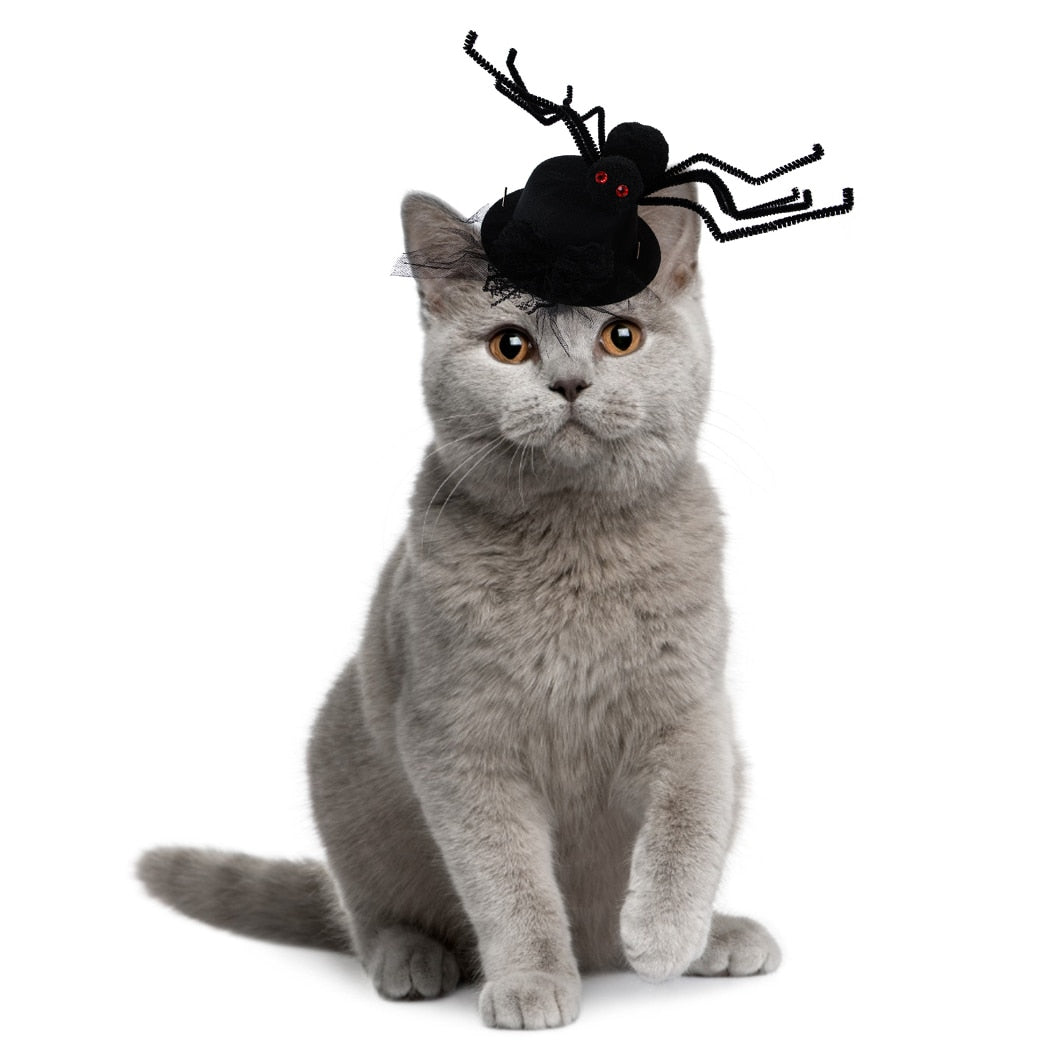 Halloween Spider Hat For Cats-Paw Print Pad