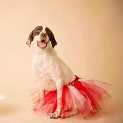 Colorful Tutu Skirts For Dogs-Paw Print Pad