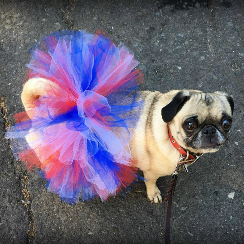 Colorful Tutu Skirts For Dogs-Paw Print Pad