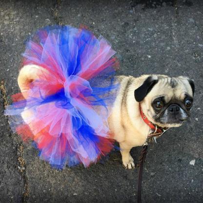 Colorful Tutu Skirts For Dogs-Paw Print Pad