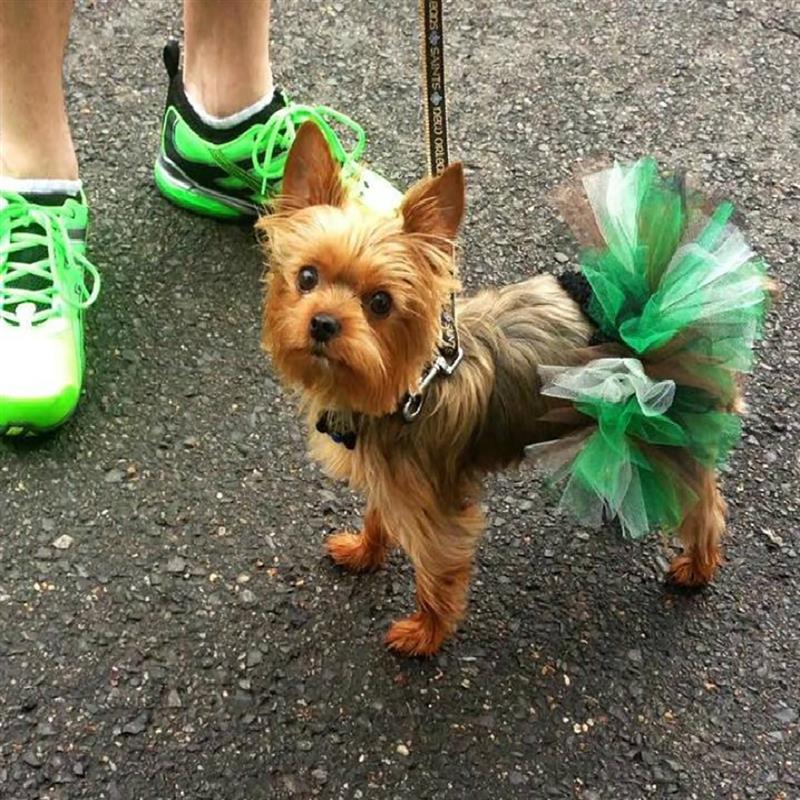 Colorful Tutu Skirts For Dogs-Paw Print Pad