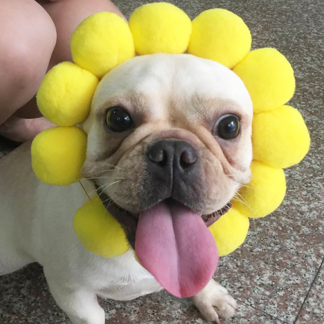 Sunflower Head Cap For Cats-Paw Print Pad