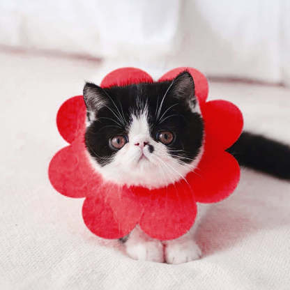 1Pc Cat Sun Flower Shape Recovery Collar-Paw Print Pad