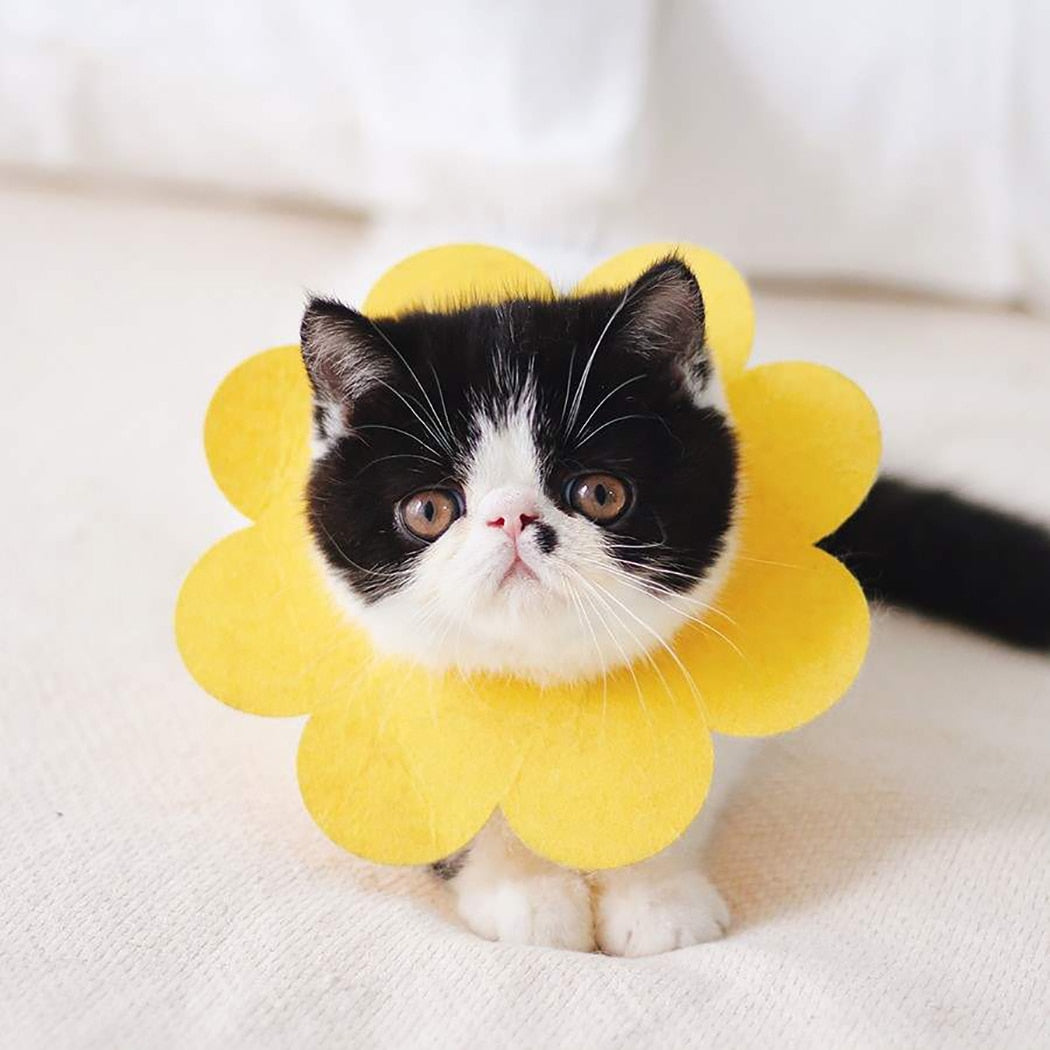 1Pc Cat Sun Flower Shape Recovery Collar-Paw Print Pad
