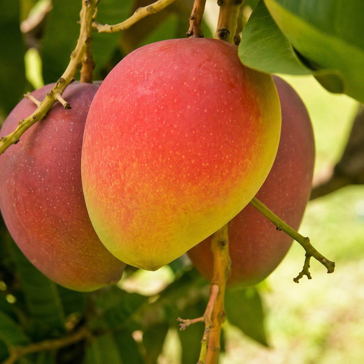 200 Pieces Mango Seeds For Fruit Planting For Gradens