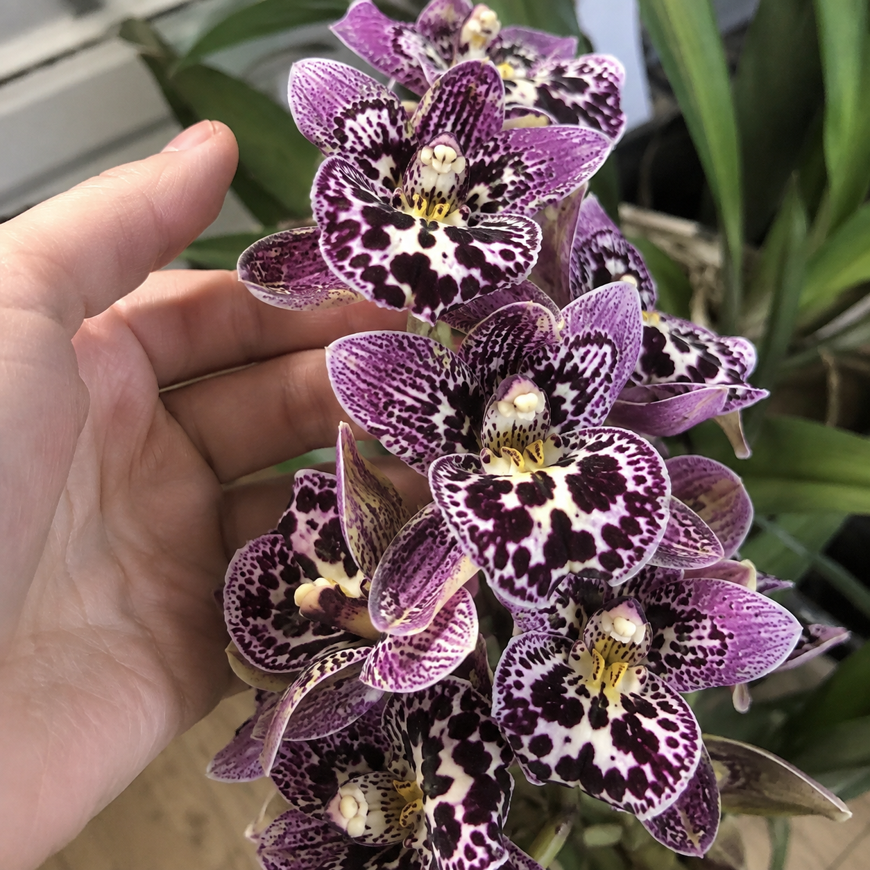 100 Pieces Creeping Grass Outdoor Indoor Plants Orchid Seeds 