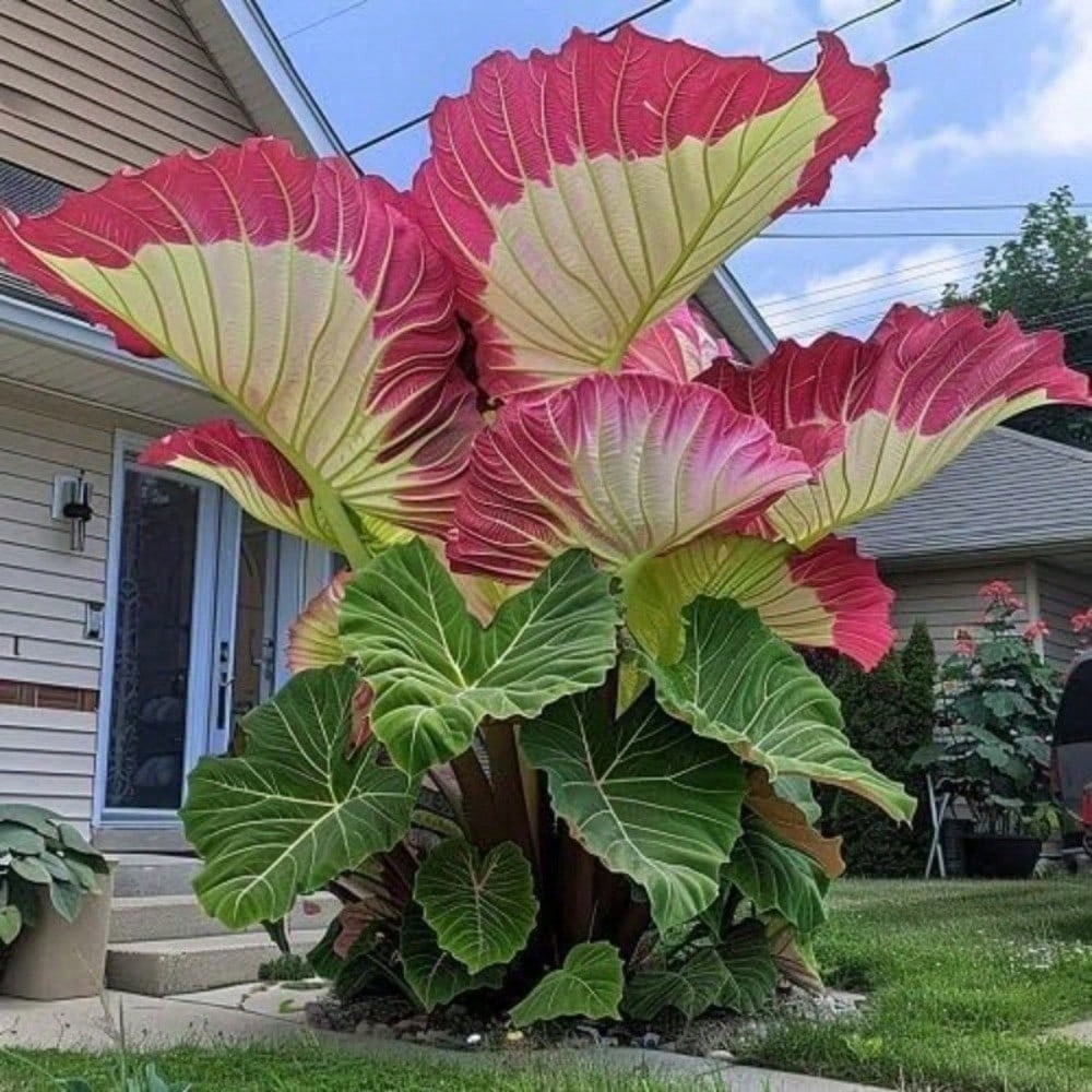 100 Tropical Elephant Bean Plant Bold Green Leaves Seeds