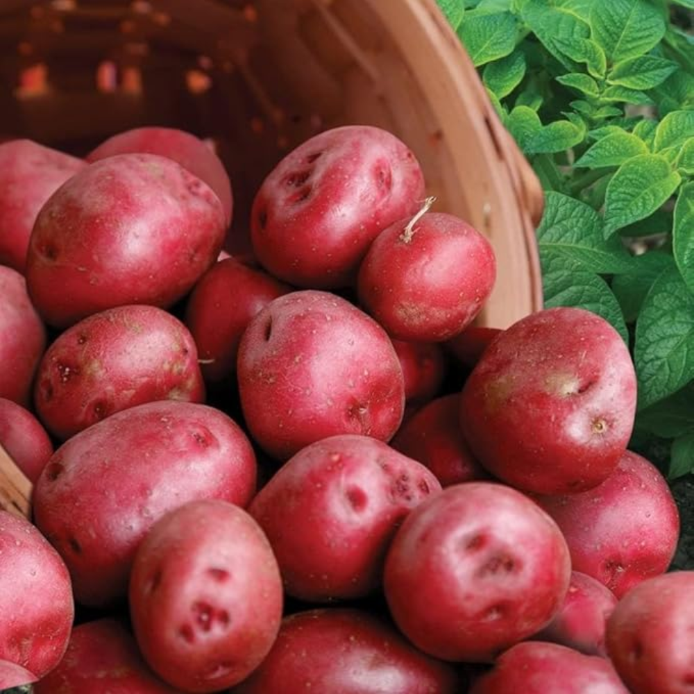 Pontiac Red Seed Potatoes