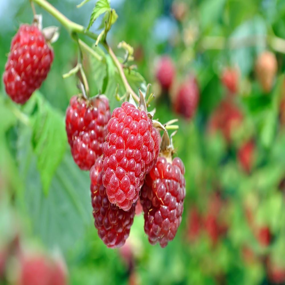 1 Heritage - Red Raspberry Plant